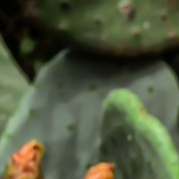 种植 🌵仙人掌嫁接方法1.选择合适的时间：仙人掌的嫁接最好在其生长期进行，这样