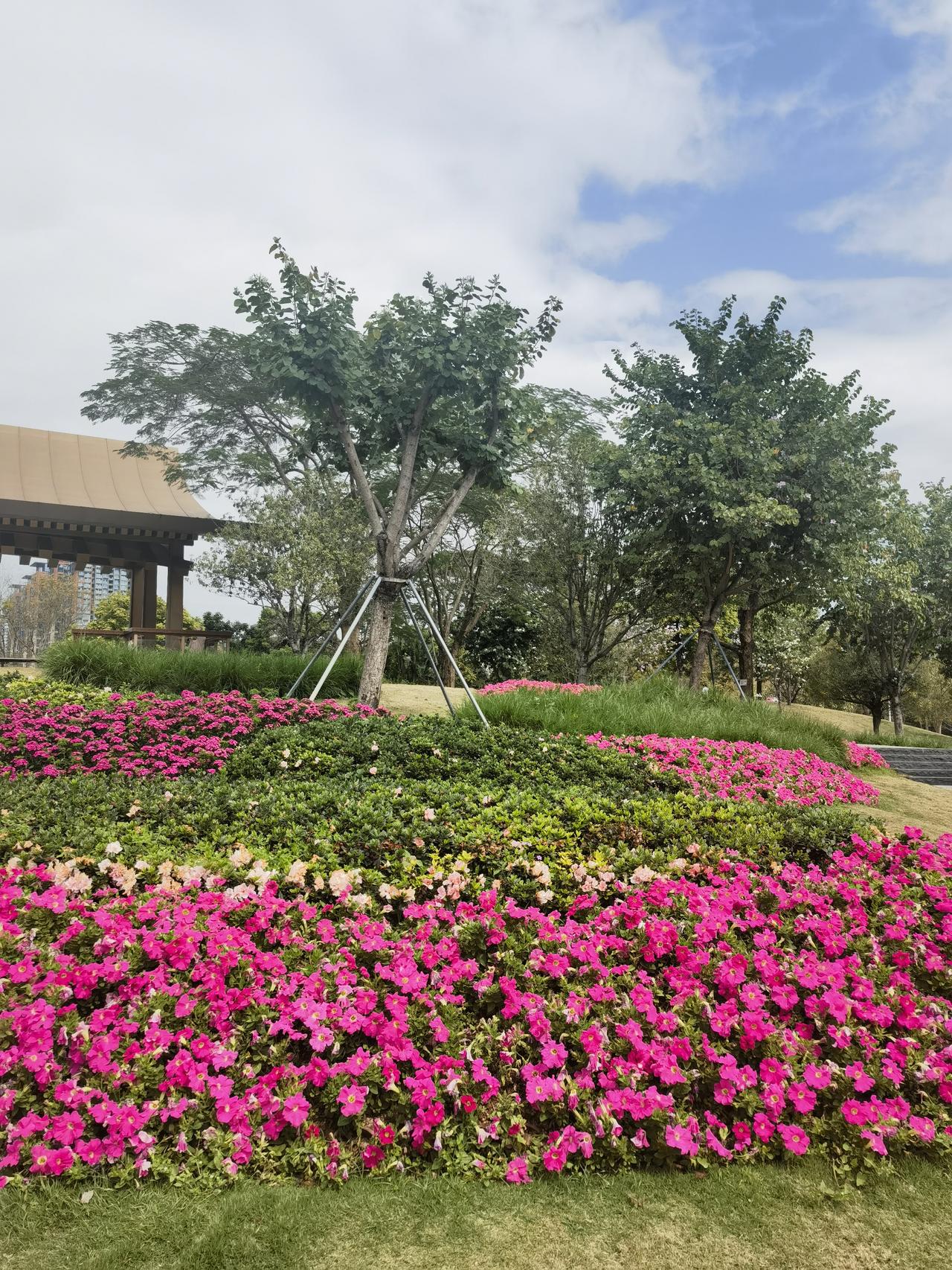 大年初二的前海公园和紫荆公园天气晴朗，凉爽适宜，游人如织，鲜花诱人，