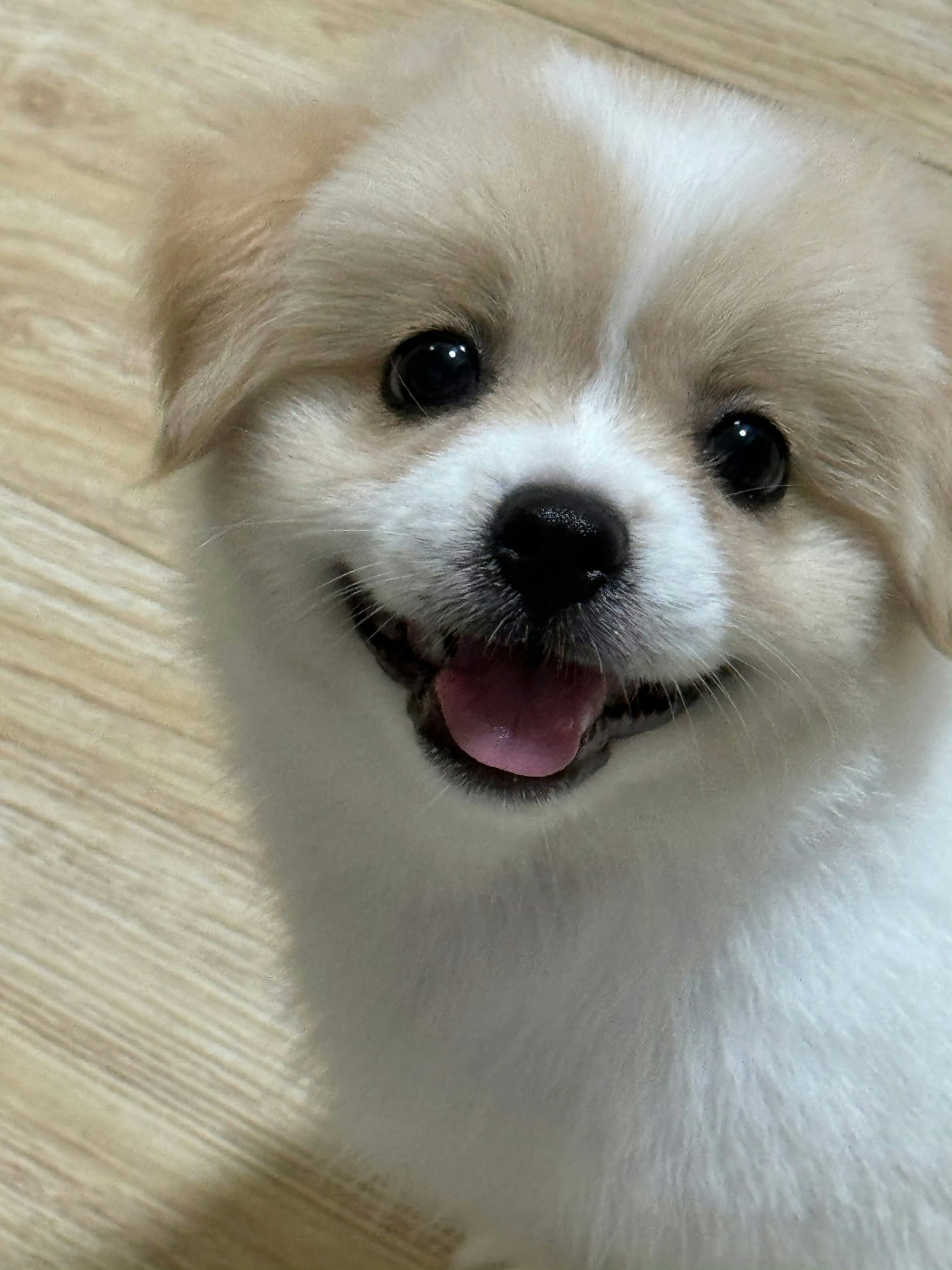 许嵩冯禧官宣结婚恭喜恭喜新婚快乐百年好合白头偕老永结同心 ​​​
