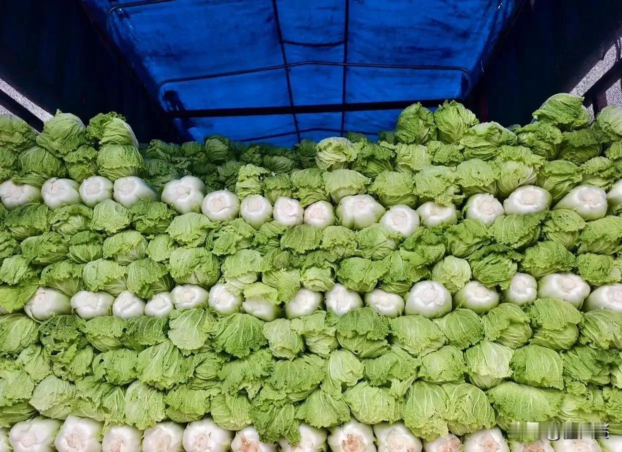 甲醛白菜，你这会可给商家和菜农上了一课。你这一光闪一亮，也给相关部门提了个醒，食