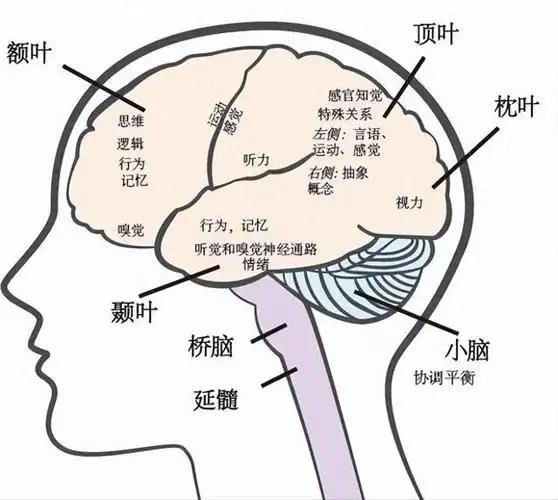 抛弃道德洁癖，绝对务实：七步神经重构法
| 步骤 | 核心操作 | 神经机制依据
