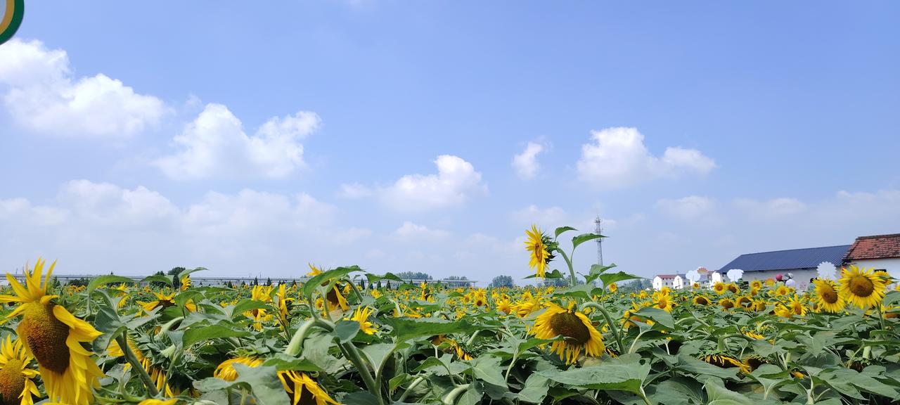 端午节的向日葵🌻
（城固🚄北站北侧樊哙墓南200米处）