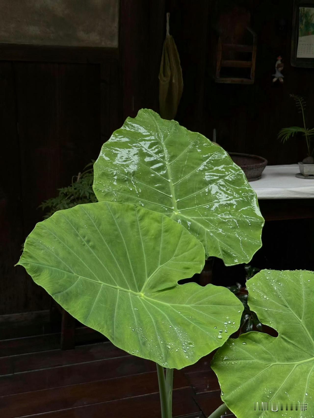 白粉虱的防治用什么农药效果会更好白粉虱防治核心：成虫+若虫+卵全杀，复配+轮换+