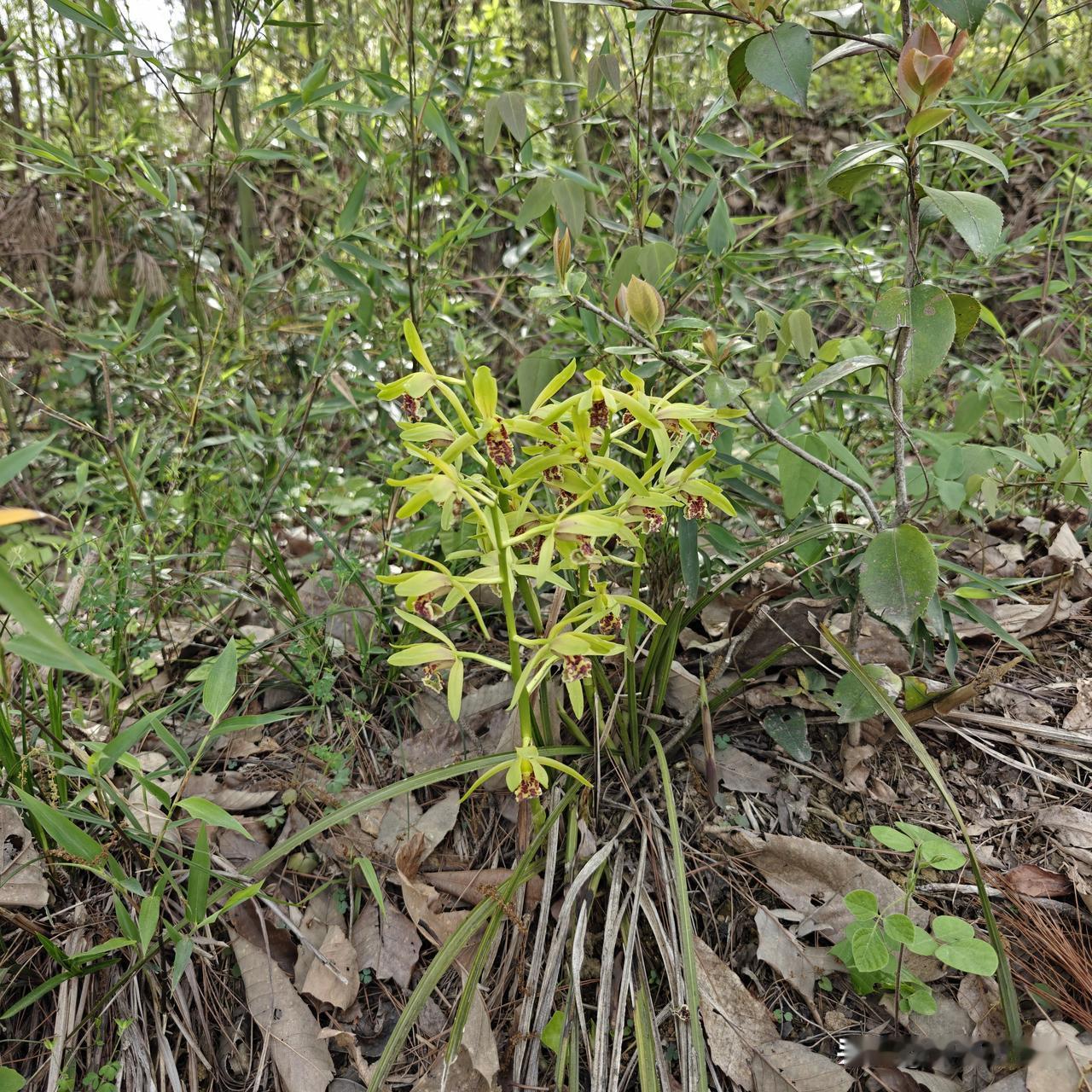 沿着兰花香味飘来的方位，找了半天才发现它，藏在一棵大松树后面。小孙子非要把它拔回