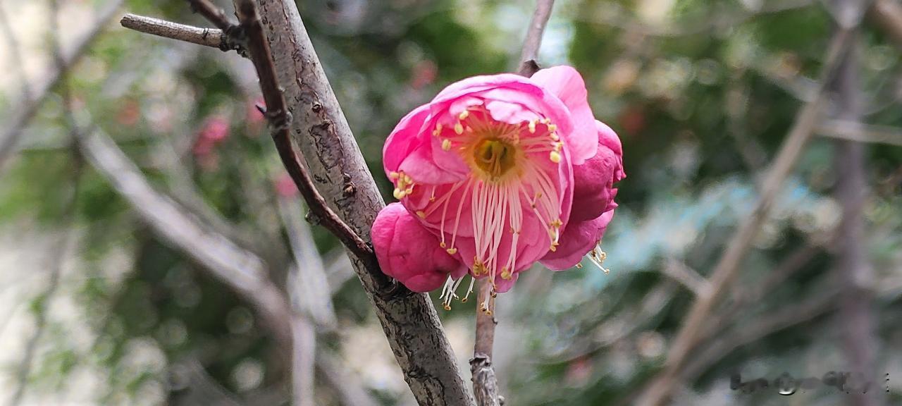 晒一张你拍的花