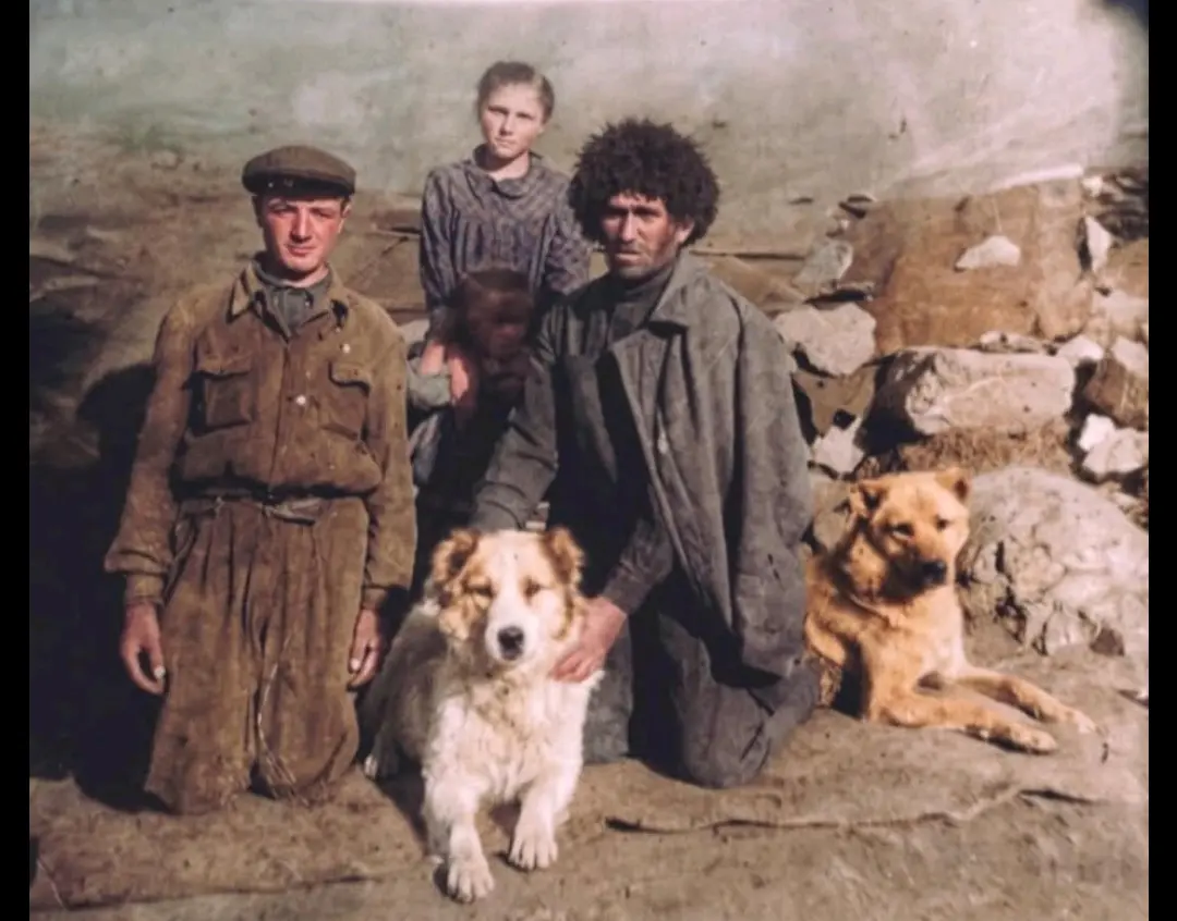 🇦🇲甘普尔牧羊犬