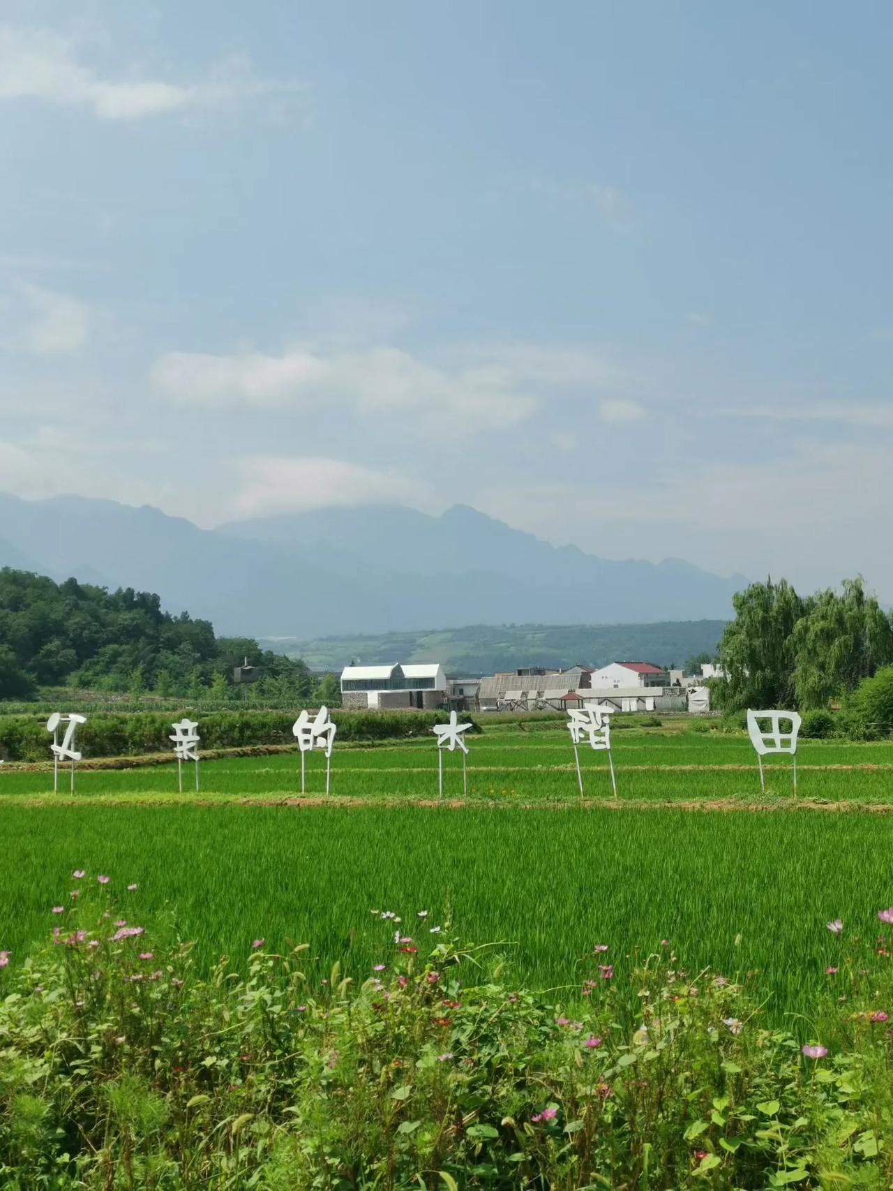 陕西秦岭、蓝田玉山镇峒峪河景区：
   夏日的蓝田县玉山镇峒峪河景区，
稻田水旺
