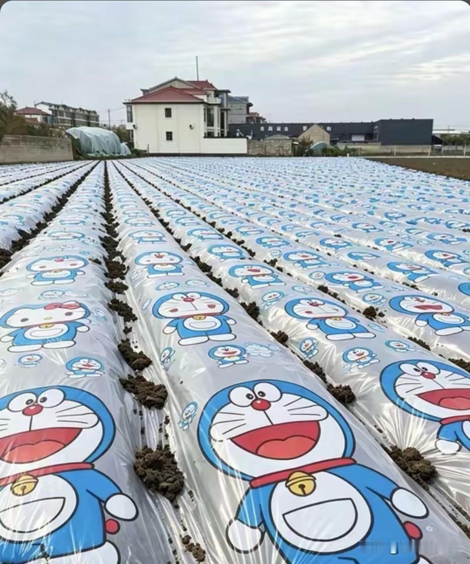 00后接管种地了吗？
新款地膜这地种着，不烧心

看看这地！好家伙，哆啦A梦地膜