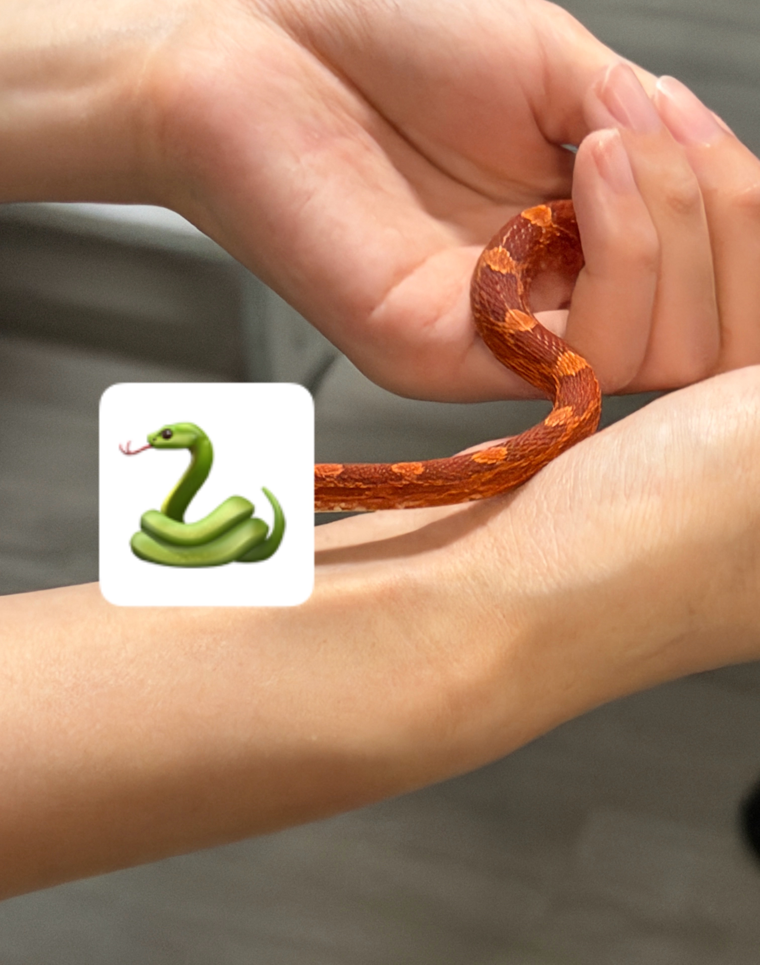蛇、蜘蛛、蝎子，来朋友家长见识，我是真不敢养，这要是哪天打开盒子发现不见了……[