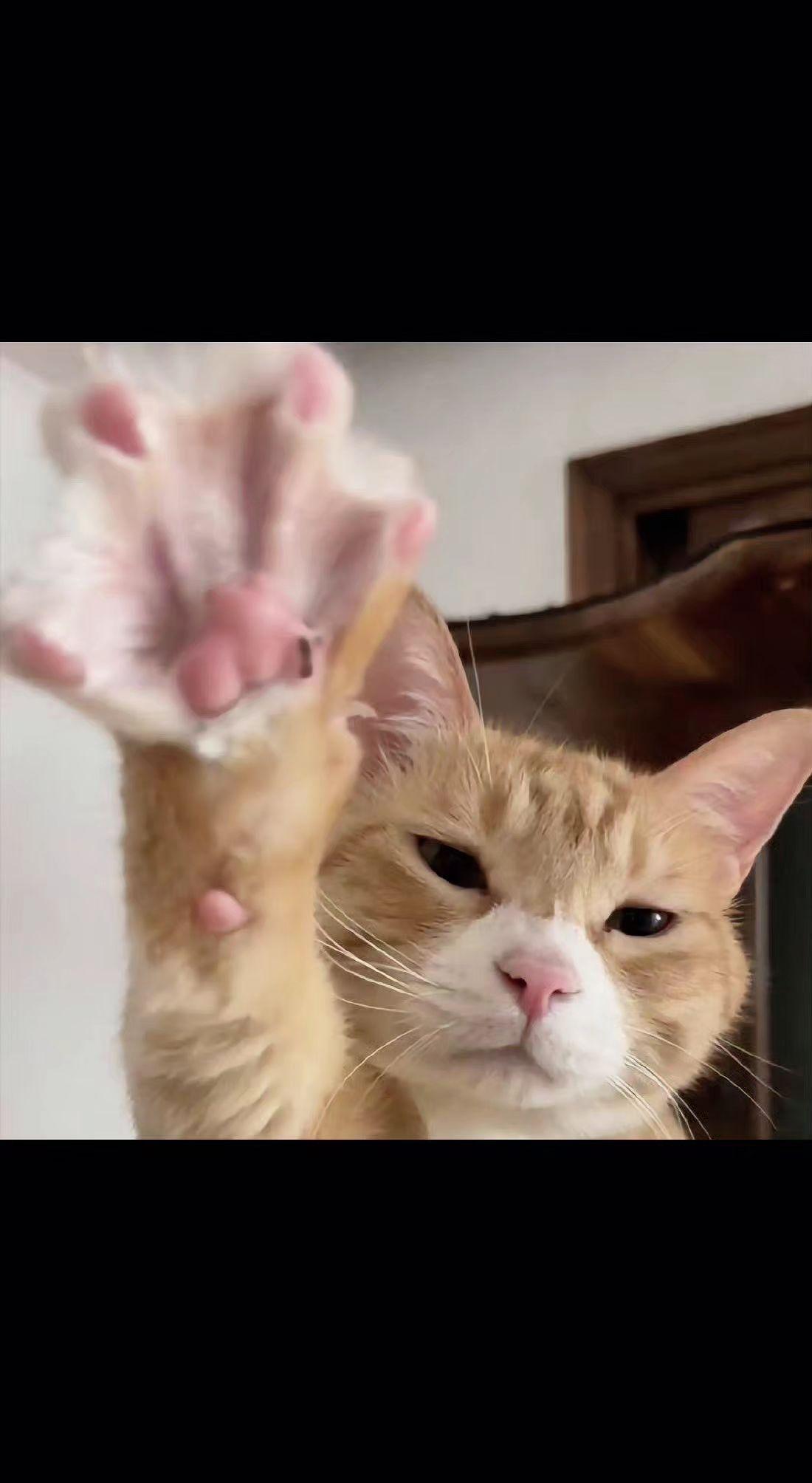 🐾这毛茸茸的小云朵☁️，是想和我击掌吗？掌心粉垫像樱花🌸，慵懒眼神却藏着小傲