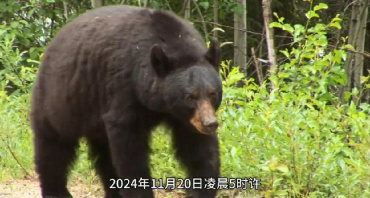 武松打虎，老汉砍熊

近日，四川北川曲山镇，老汉母光才和老伴正要休息，老伴听到门