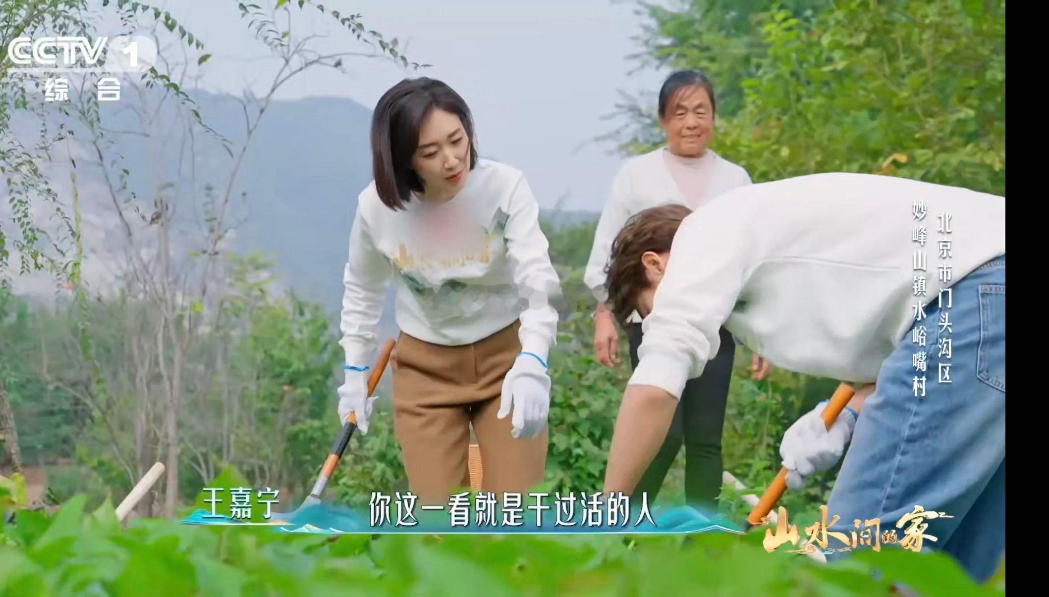 原来红薯是一窝一窝的挖红薯就是早期开盲盒 解锁红薯生长小知识，居然是一窝窝抱团长