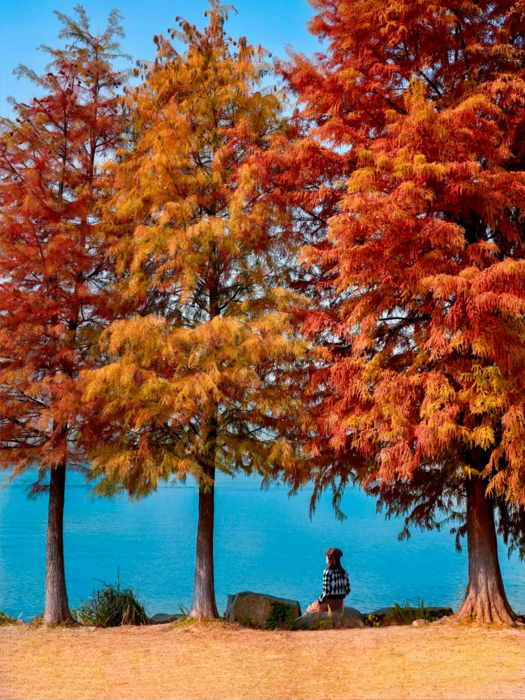 杭州湘湖！赵露思也来打卡的红杉林秘境🌲