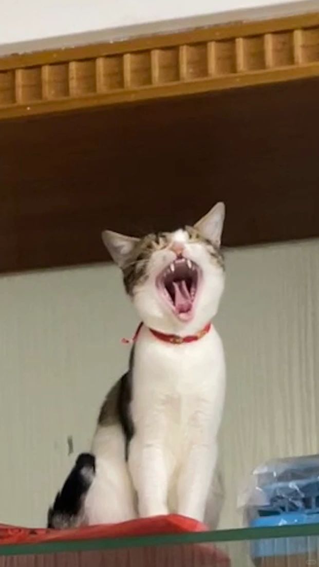 刚好拍到猫猫打哈欠