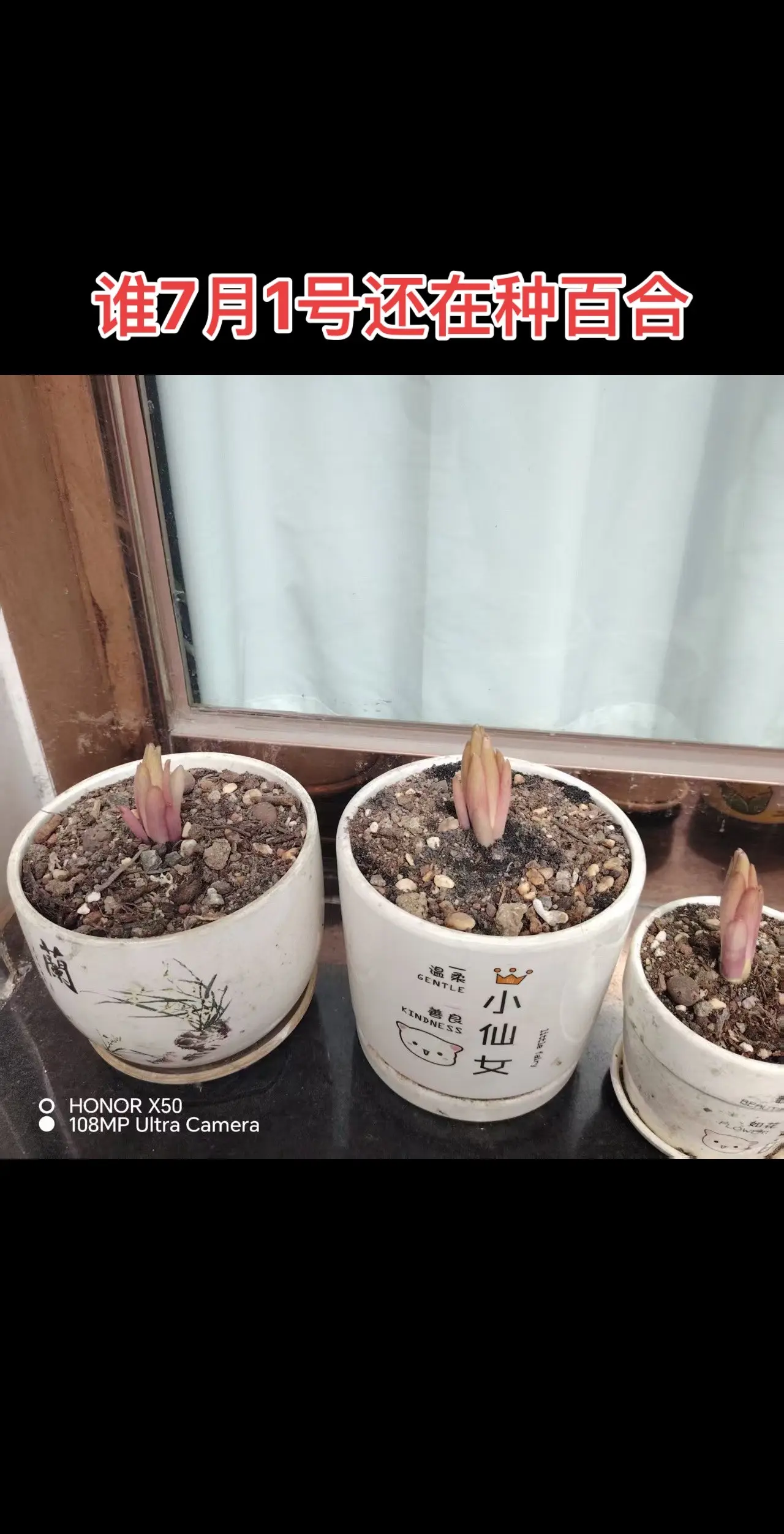 谁7月1号还在种百合😂😂