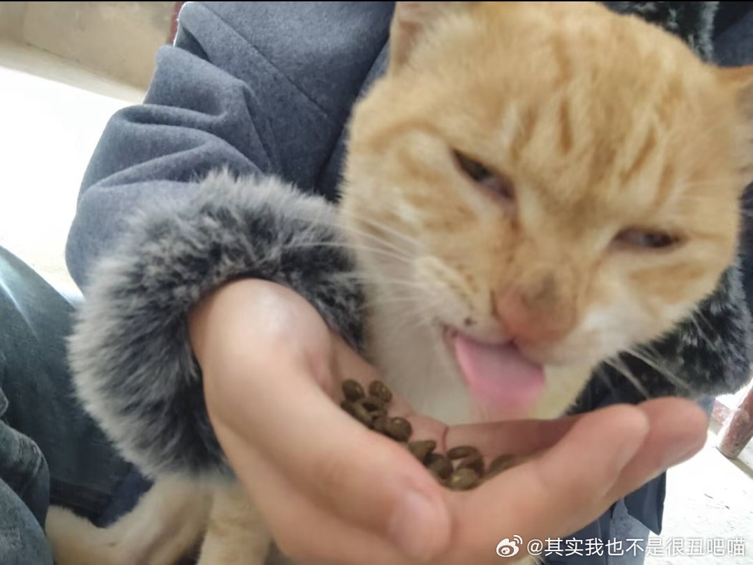49534【丑猫】看着好聪明啊 