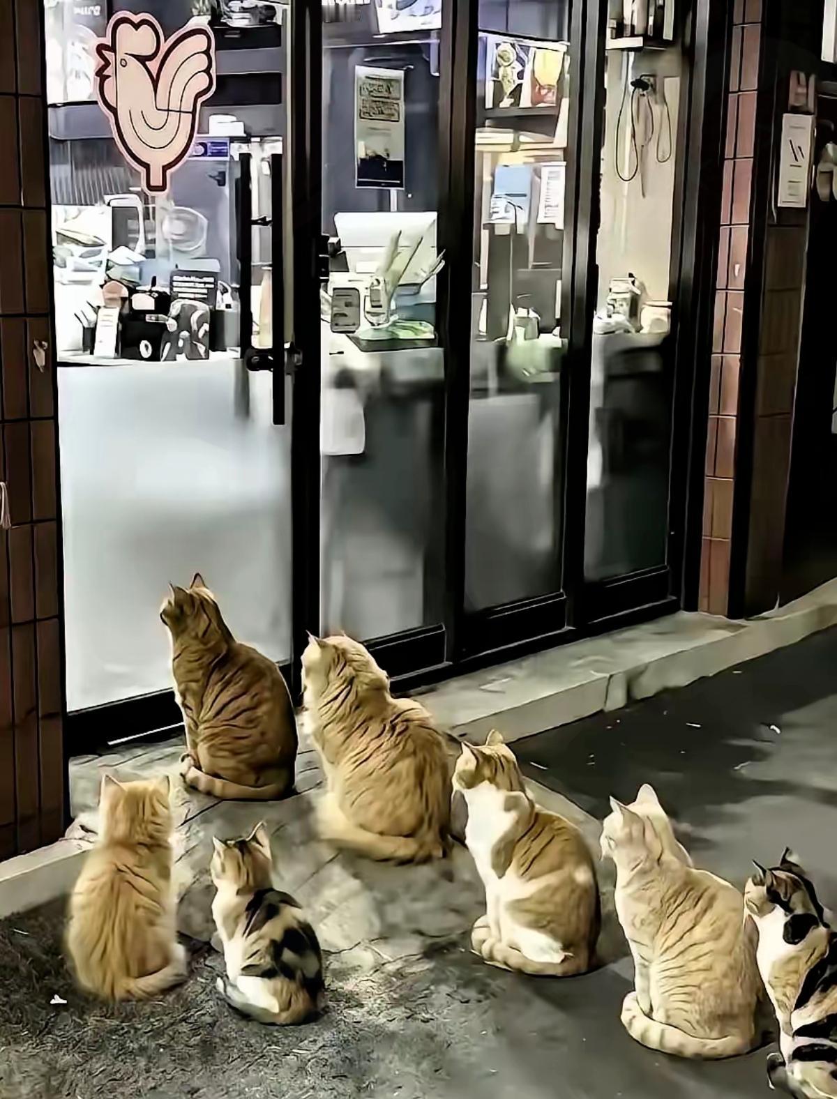 🔥杭州这家烤肉店真火出圈了！不是靠味道多绝，竟是老板喂流浪猫喂出了名，这格局也