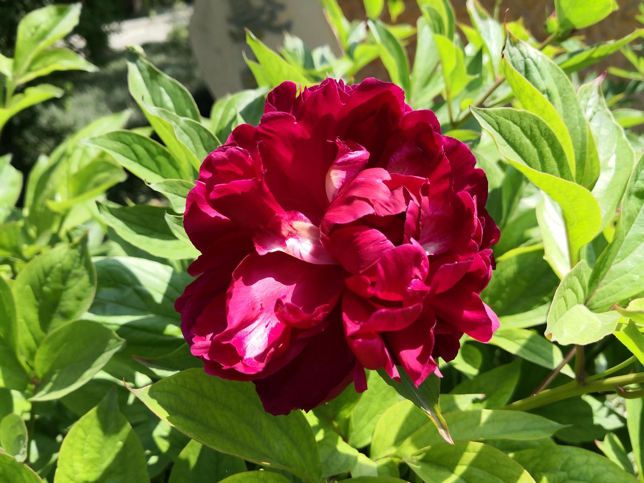 分享一下漂亮迷人的花牡丹层层花瓣舒展，自带国色天香，微风携暗香漫开。你最喜欢什么