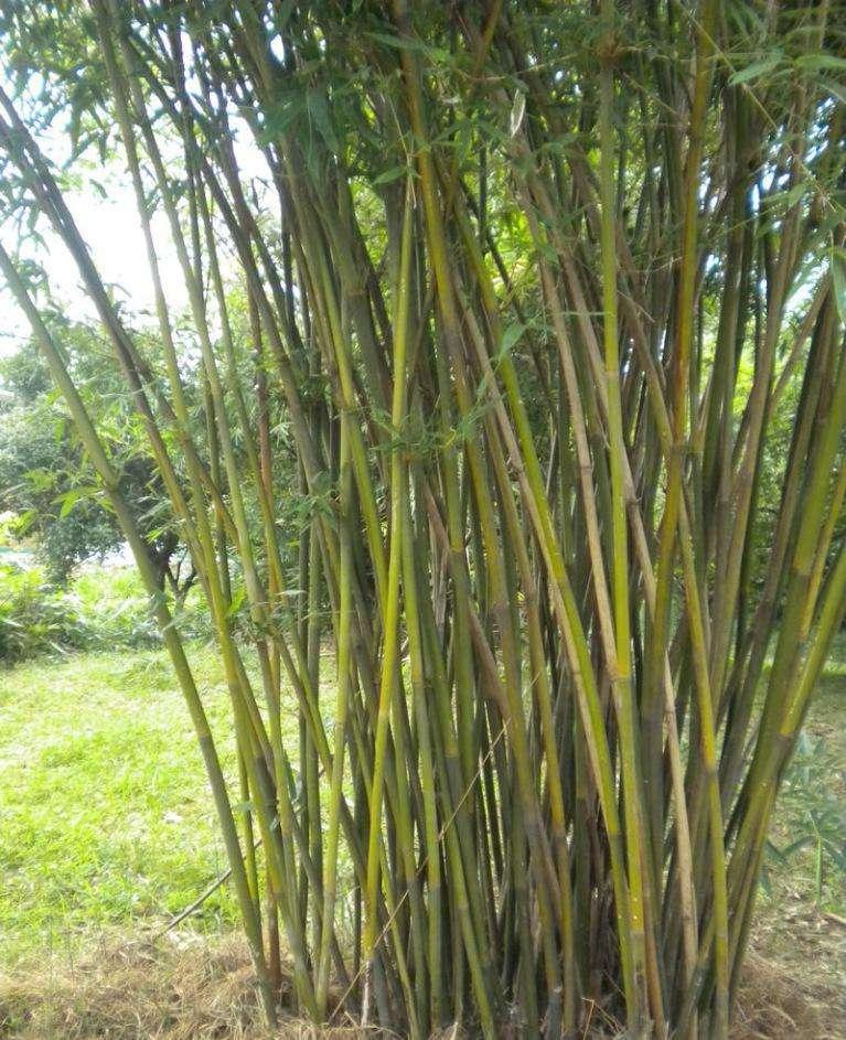 竹类
刚竹 、斑竹、花毛竹 、慈孝竹、黄槽竹 、黄桂绿竹 、金镶玉竹 、梁山慈竹