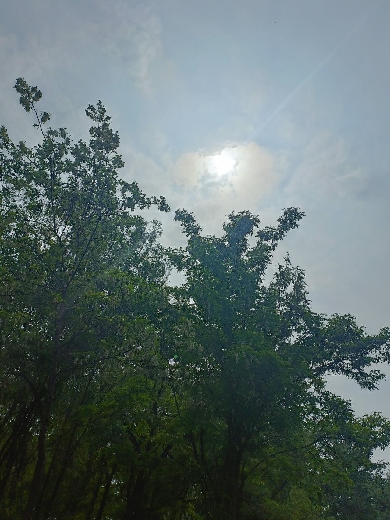 我手机里有张超美的树的壁纸。画面里是一片广袤绿地，四周绿树郁郁葱葱。粗壮树干撑起
