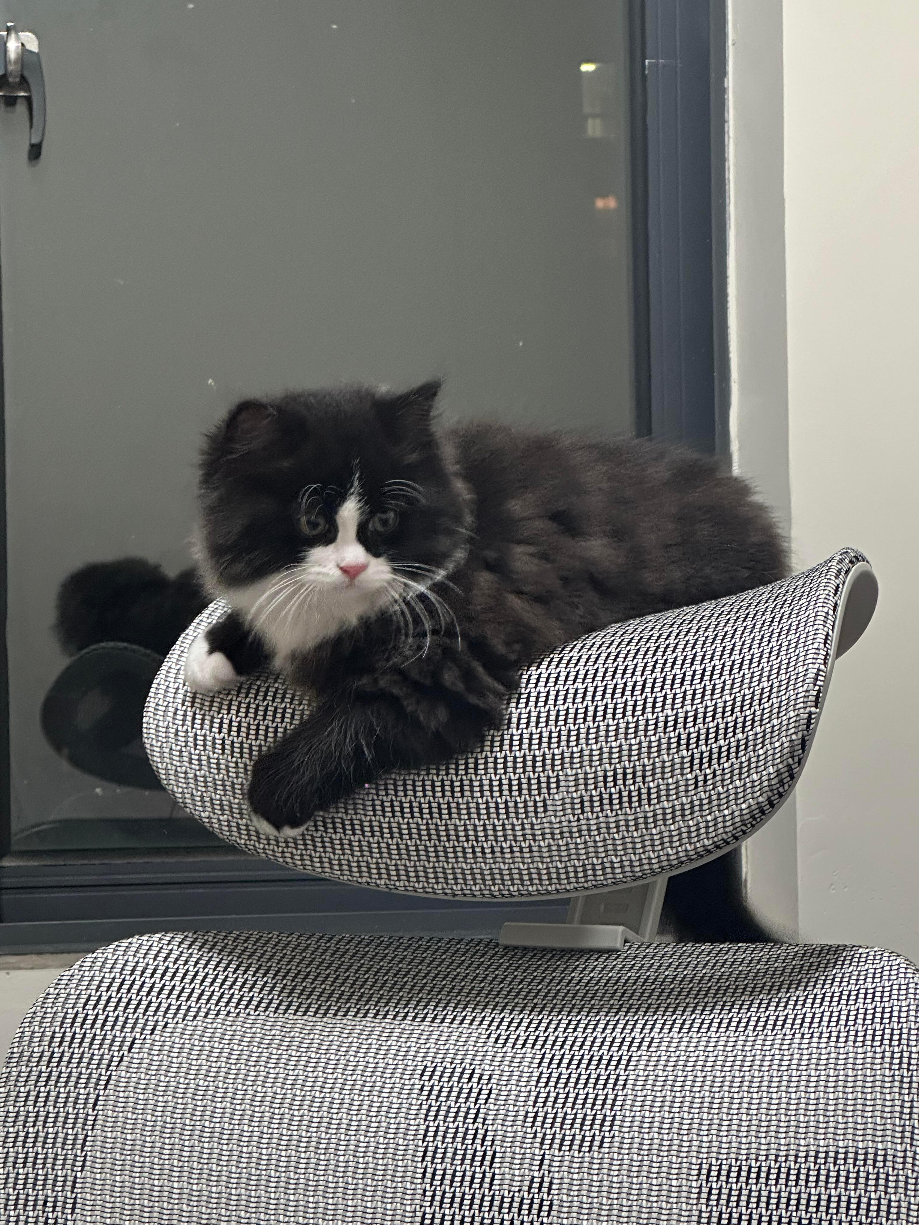 这是小猫的专属位置！
