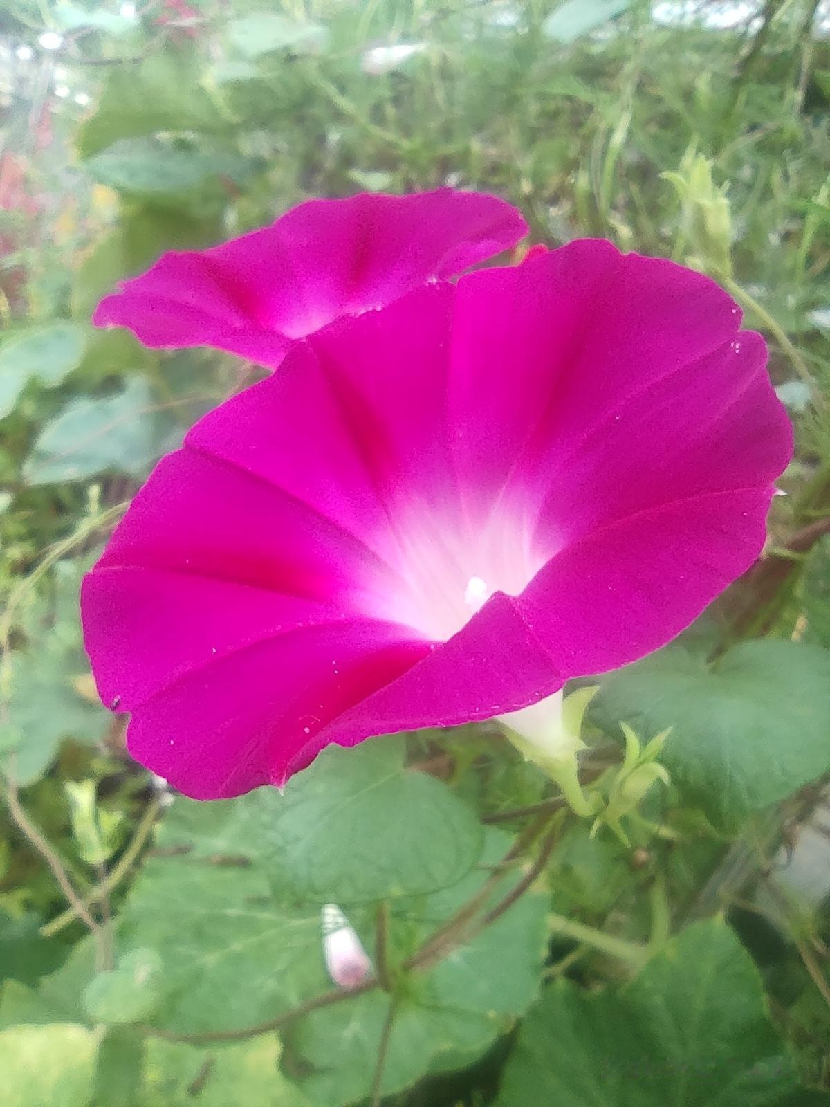 分享一张随手拍的花。