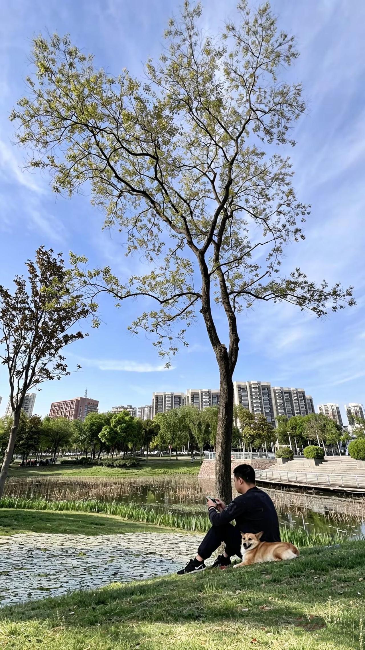 等风的树 公园树下