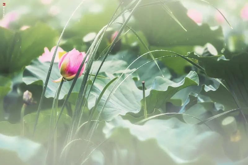 上联：春水春雨春草绿，敬对下联夏风夏露夏荷红
