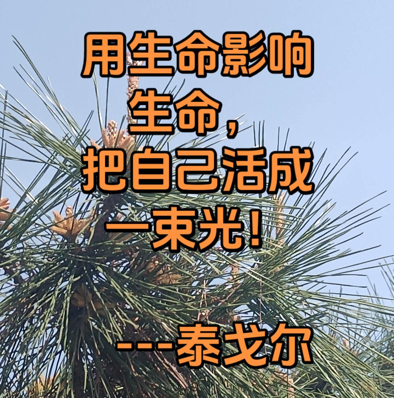 生命谷雨解锁东方白 松枝