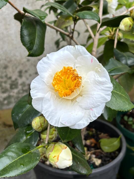 加茂本阿弥