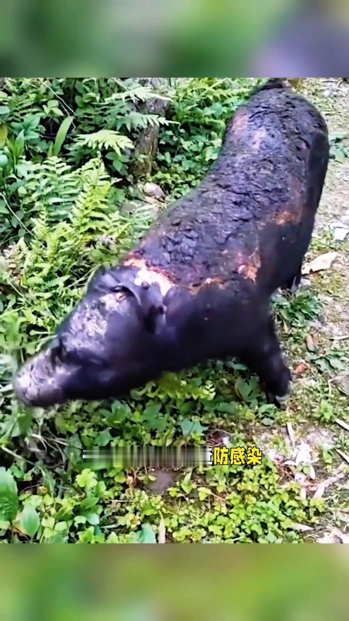 你们见过被大火烧了26天还活着的猪吗？这头全身焦黑，耳朵都被烧没了的猪，就是继汶