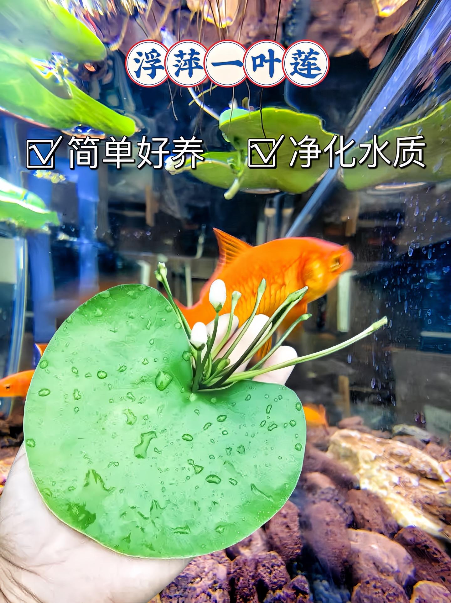 不用土不用泥，只要把它放水里就能养活，还会开花繁殖，放到鱼缸不仅好看还能净化水质