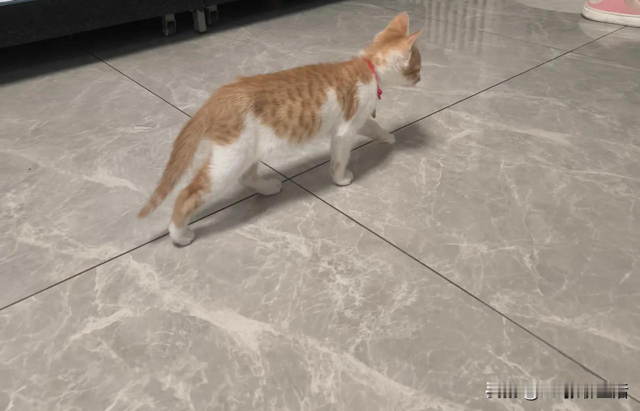 小老虎一只