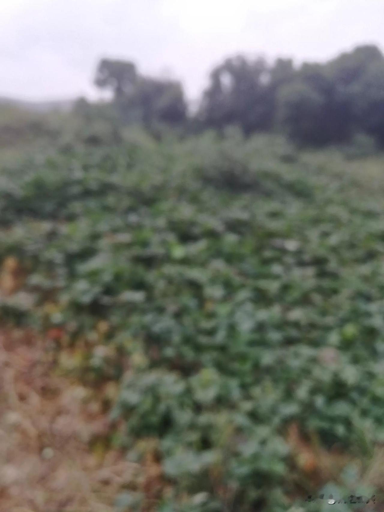 不比不知道，还是成都的街道办好，这些征了十多年的地，而且是厂房后面，居然没有来查