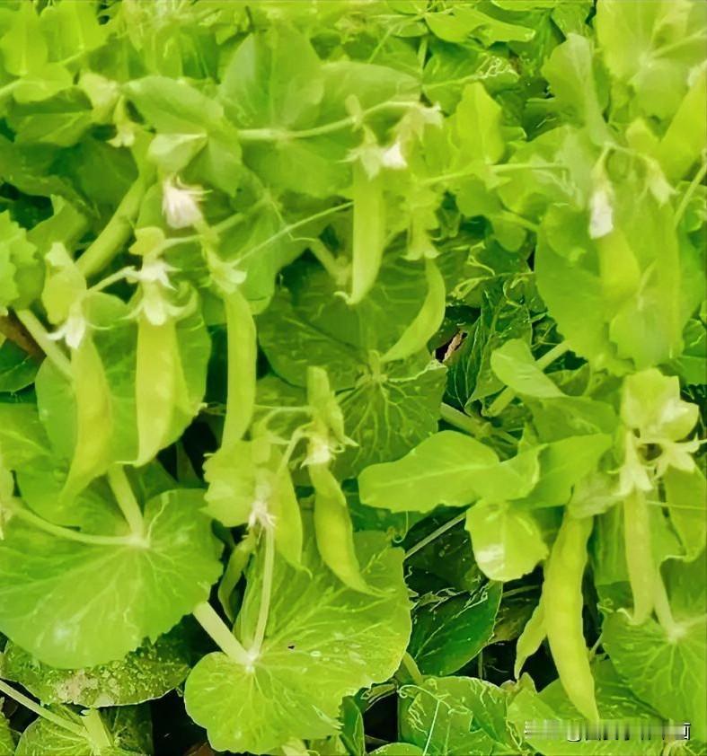 《豌豆角多诱人（李林4月19日摄于汉中城固）》