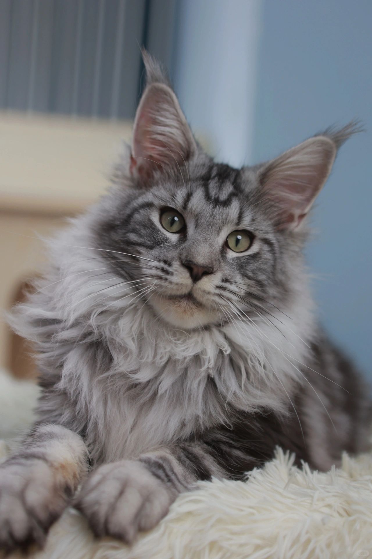 银虎斑缅因弟弟