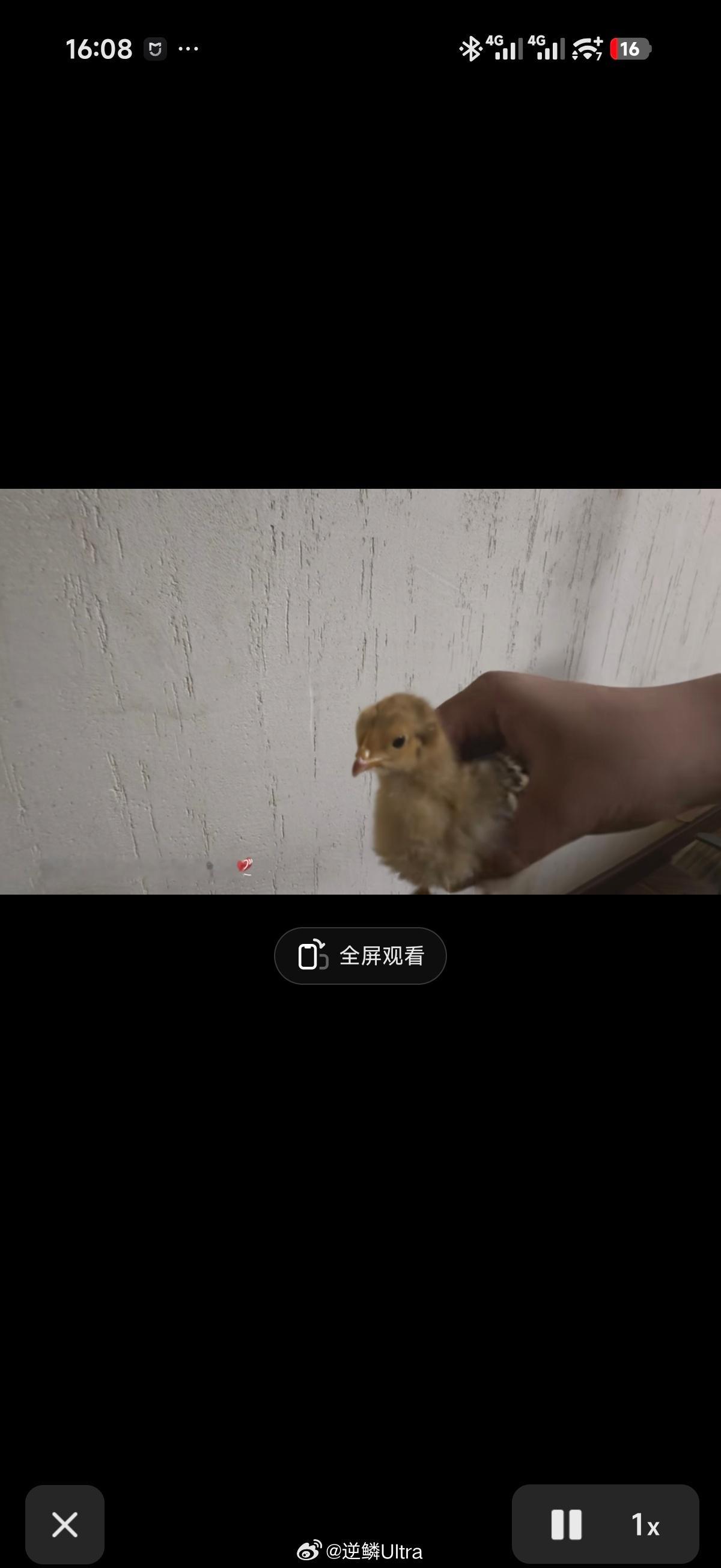鸡头就是稳啊