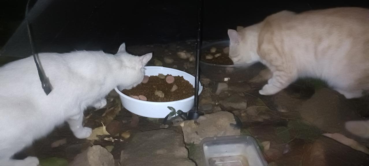 雨停了，但天一直阴沉沉的，垃圾站投喂点的旧伞不敢撤下，这样不用担心猫粮会被淋湿浪