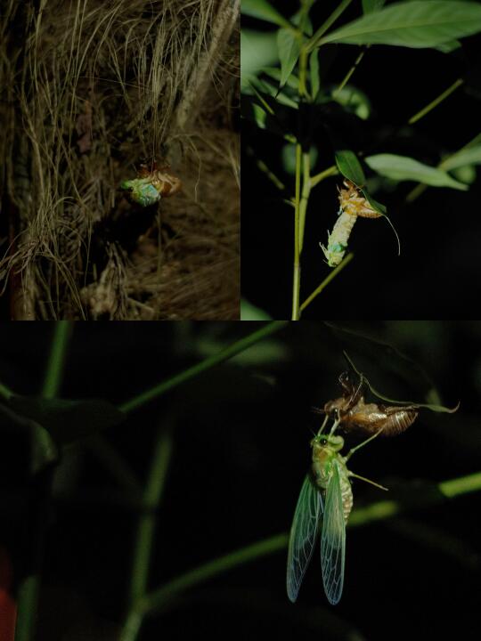 夏日活动招募｜森林夜观 虫虫影院