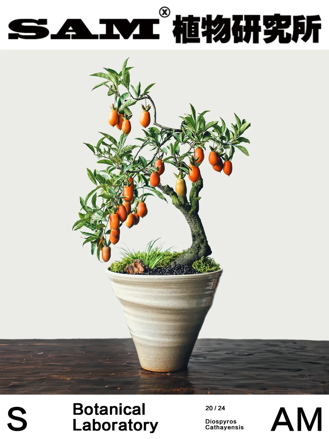 金弹子｜Diospyros Cathayensis Steward