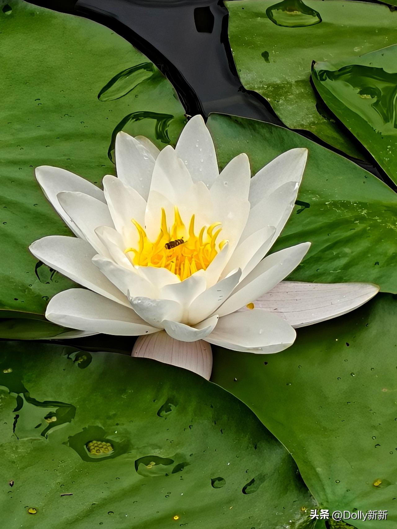 日出而绽，日落而眠，睡莲依水而生，将美好藏于静水之间，平凡却动人心弦。