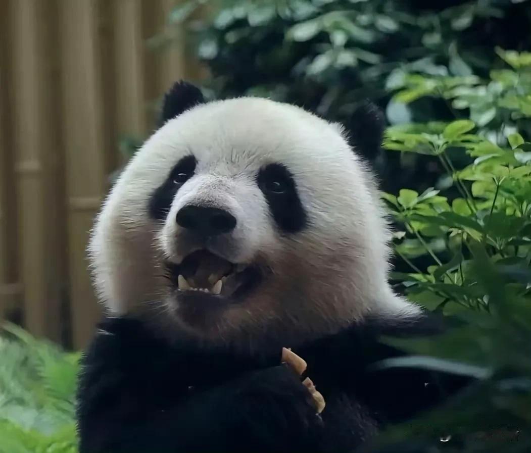 小甜包，实至名归。幼态，还是宝宝。

北辰长大后，颜值依旧，这是至今没太长残。