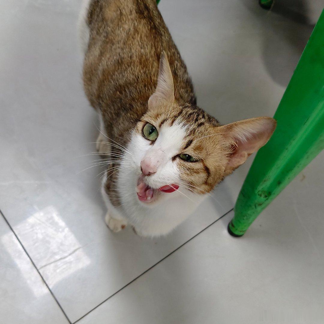 小猫咪～ 
