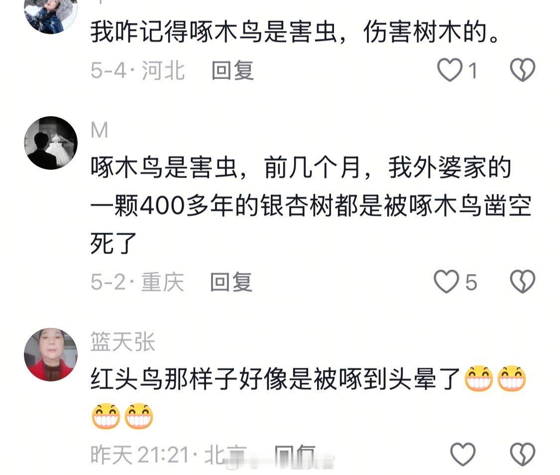 啄木鸟认认真真的给大树挖窟窿，想都不敢想它会不会脑震荡啊