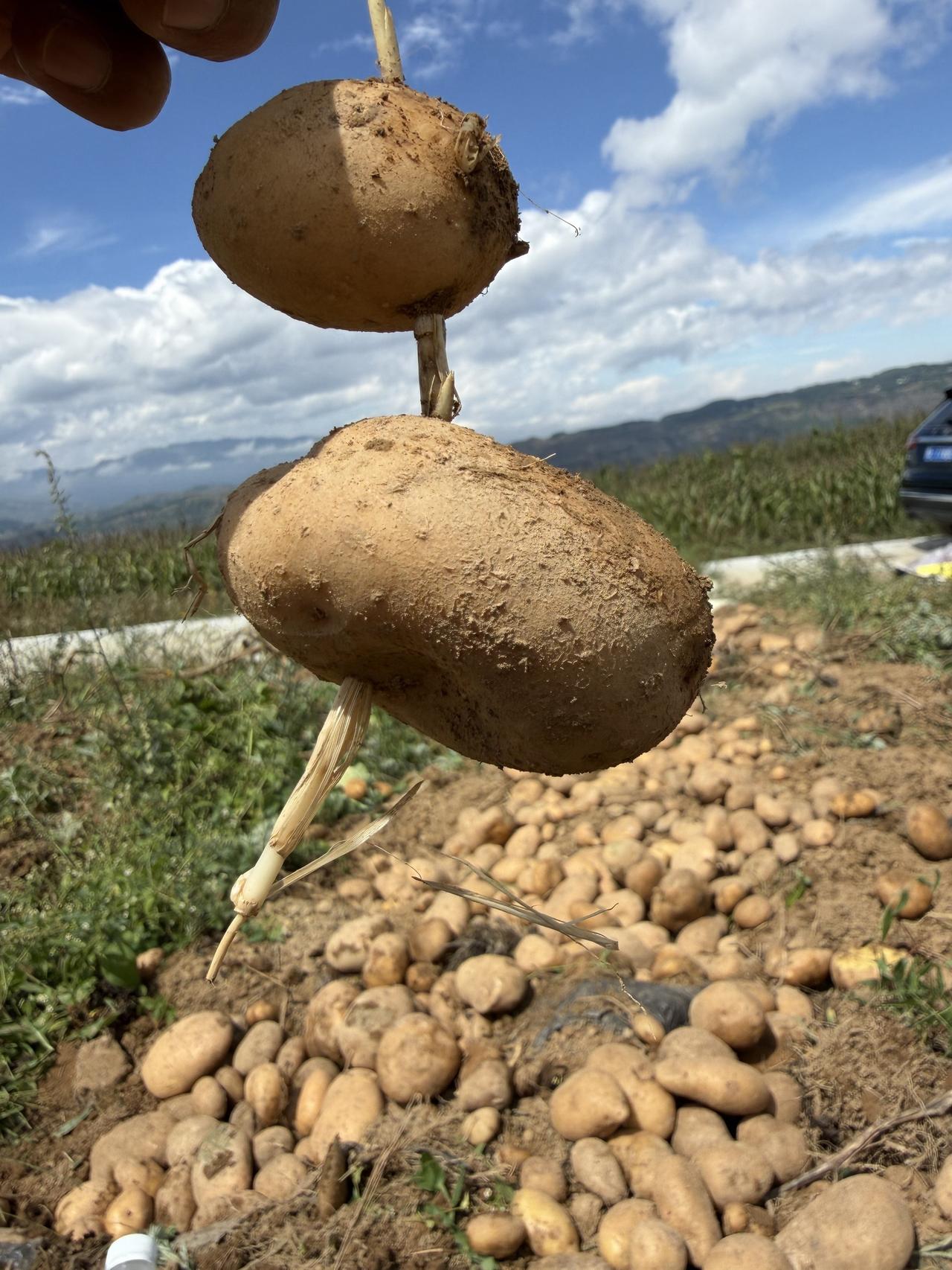 弱草穿破土豆！这就是生命的力量！土豆收获