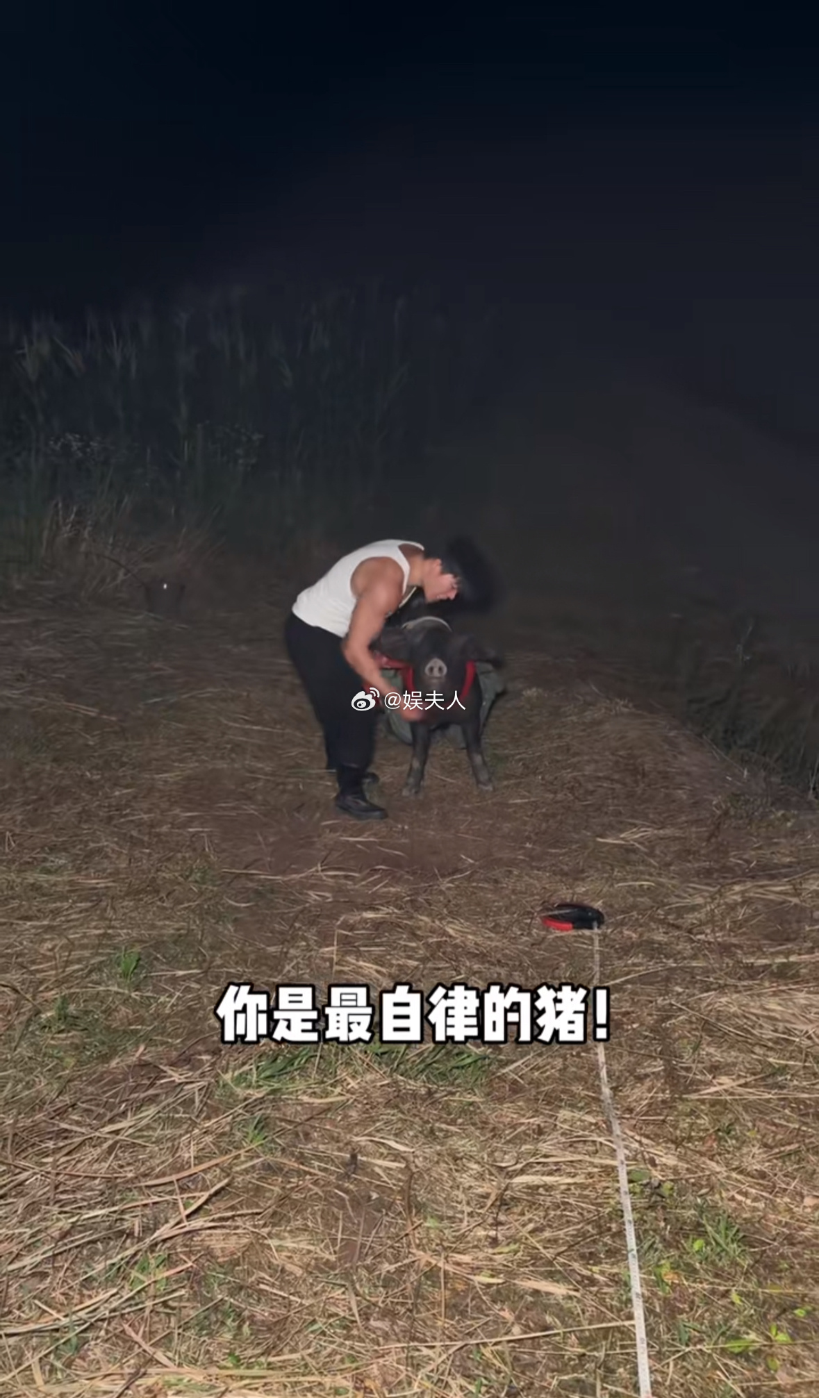 猪都这么自律，你还有什么理由躺平？