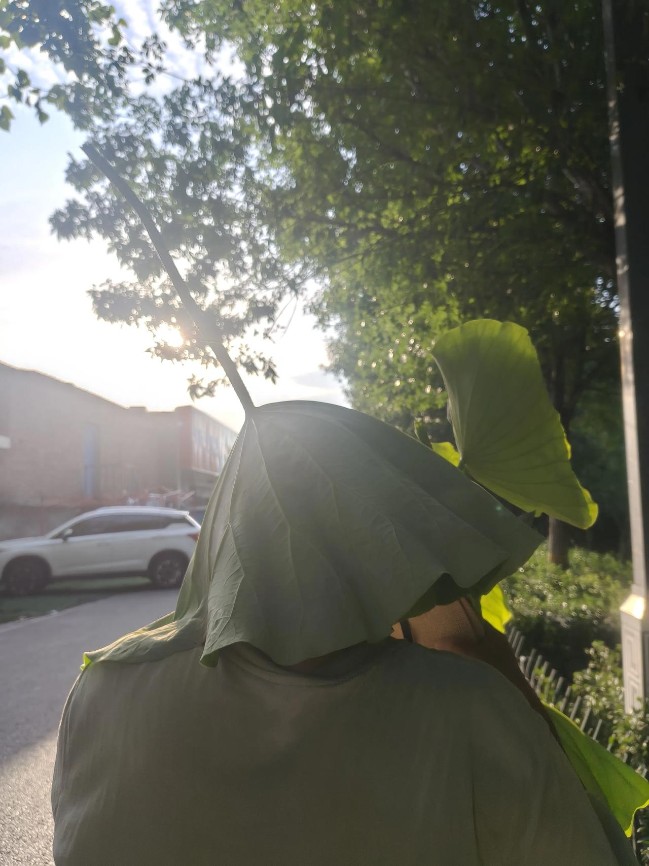 夏日生活打卡季炎炎似火烧，荷叶当帽盖。旭日照大地，青蛙鸣歌曲。
