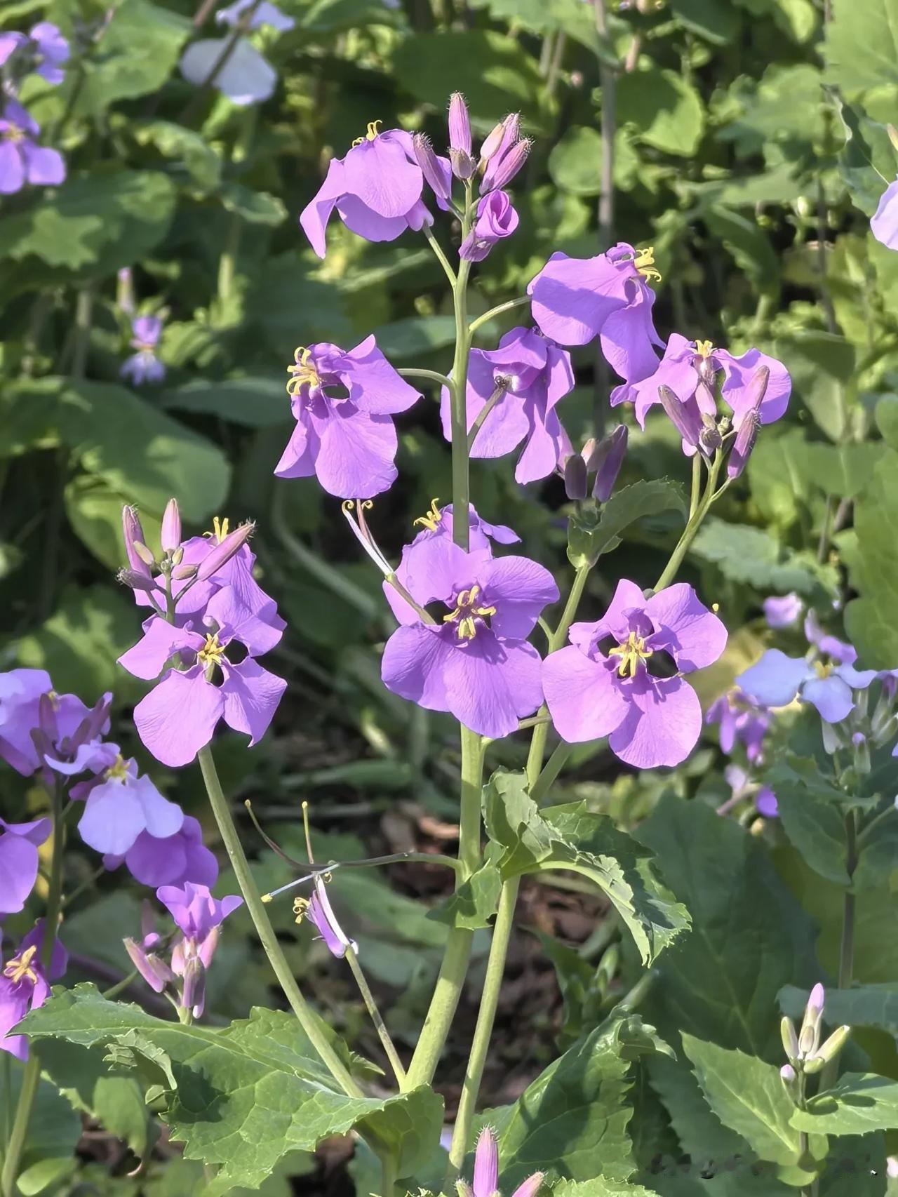 耐看还是二月兰，
紫花青叶蜂隐间。