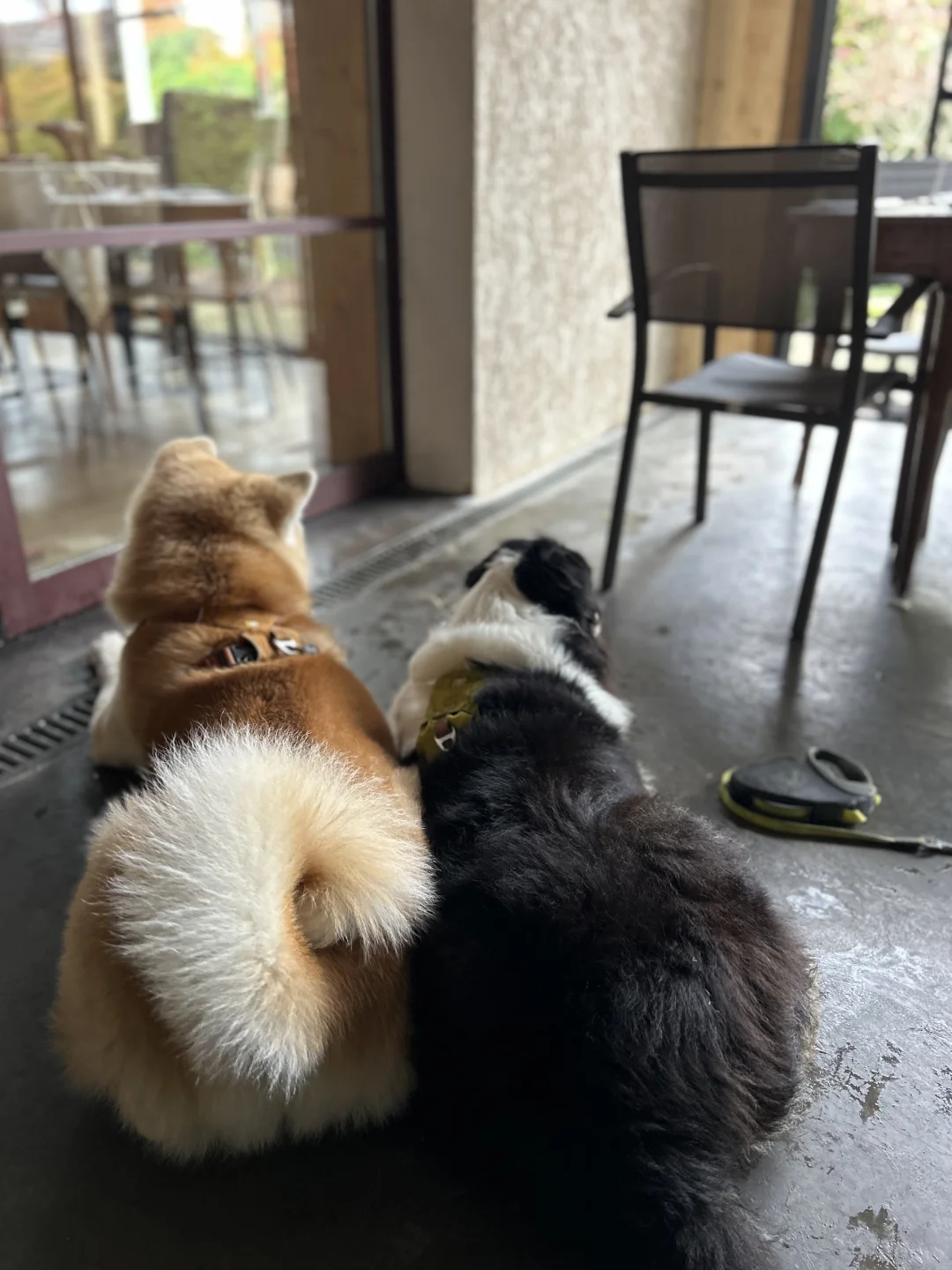 这俩屁股真不错🙈
