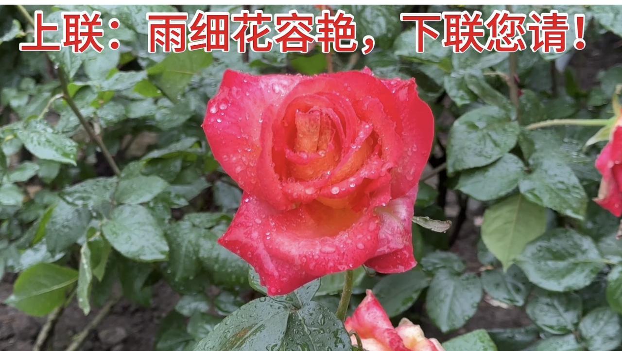 上联：雨细花容艳，下联请您对！雨中玫瑰太惊艳！上联：雨细花容艳，下联？捕捉身边的